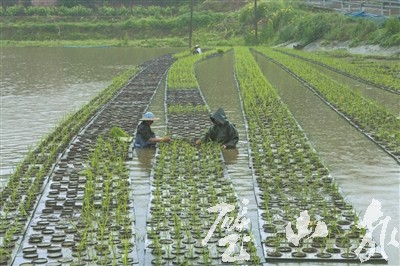 培育秧苗时,夜间多灌一些水,是利用水的_.这种