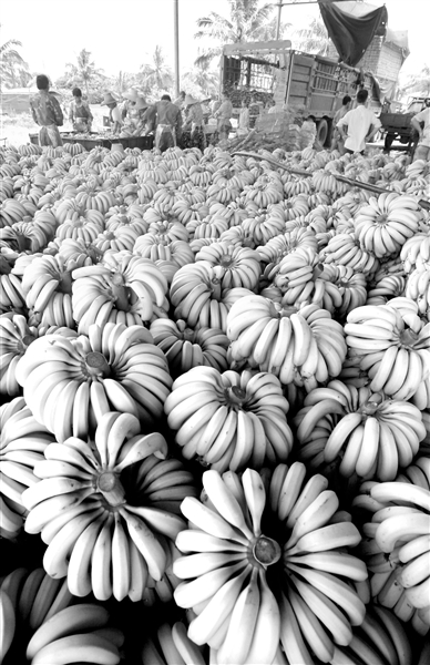 湛江日报数字报-香蕉大减产 收购价翻番