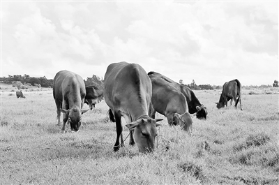 湛江日报数字报-徐闻农民具慧眼 荒草地变牧场