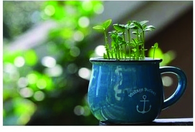 今靖城数字报-吃完水果果核别扔掉 生活达人教