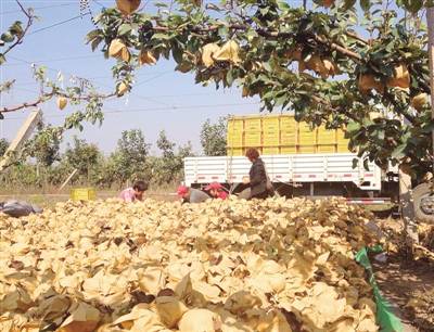 现在国内栽什么树好卖又值钱?-广西现在种什么