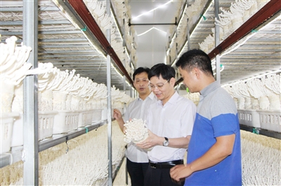 行宁德古田支行做精做细食用菌产业链金融服务