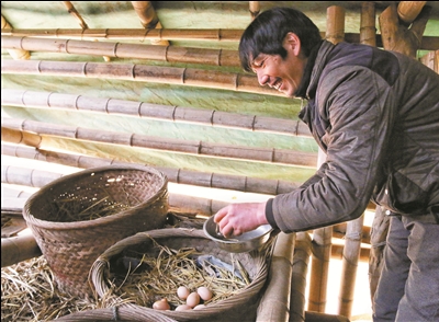 下村村民陈道旺--上山养土鸡 孵出好日子