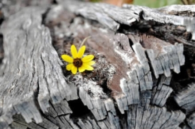 企石数字报-低到尘埃里的爱