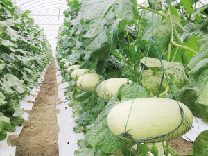 祥和合作社 标准化经营助农民增收_苏州都市网