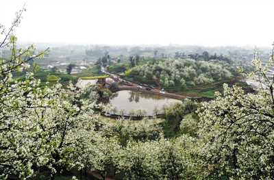 铜梁日报数字报-风吹梨花落繁华,庆隆梨园打拥