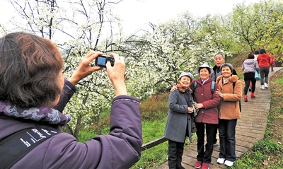 铜梁日报数字报-风吹梨花落繁华,庆隆梨园打拥