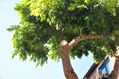 百年龙眼树嫁接后长势良好