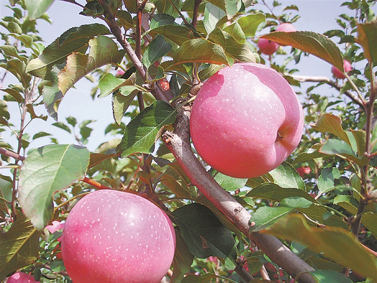 新城子生态有机苹果