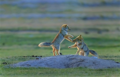 一等奖  在草原上嬉戏的胡狼幼崽  李爱民摄